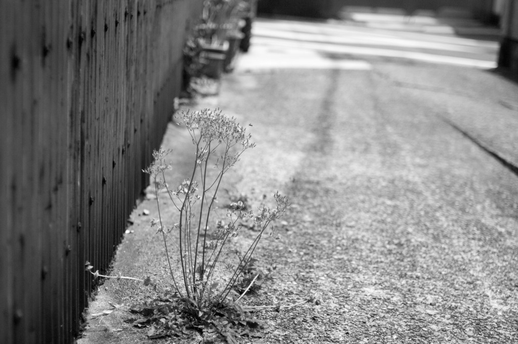monochrome kyoto