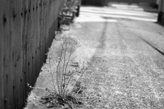 monochrome kyoto