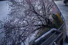 遠山桜
