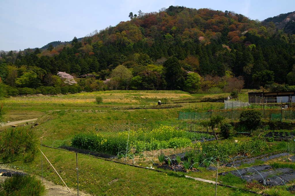 修学院離宮2