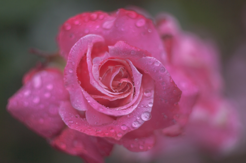 雨の薔薇園