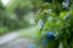 雨に咲く