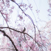 綺麗だなぁ～