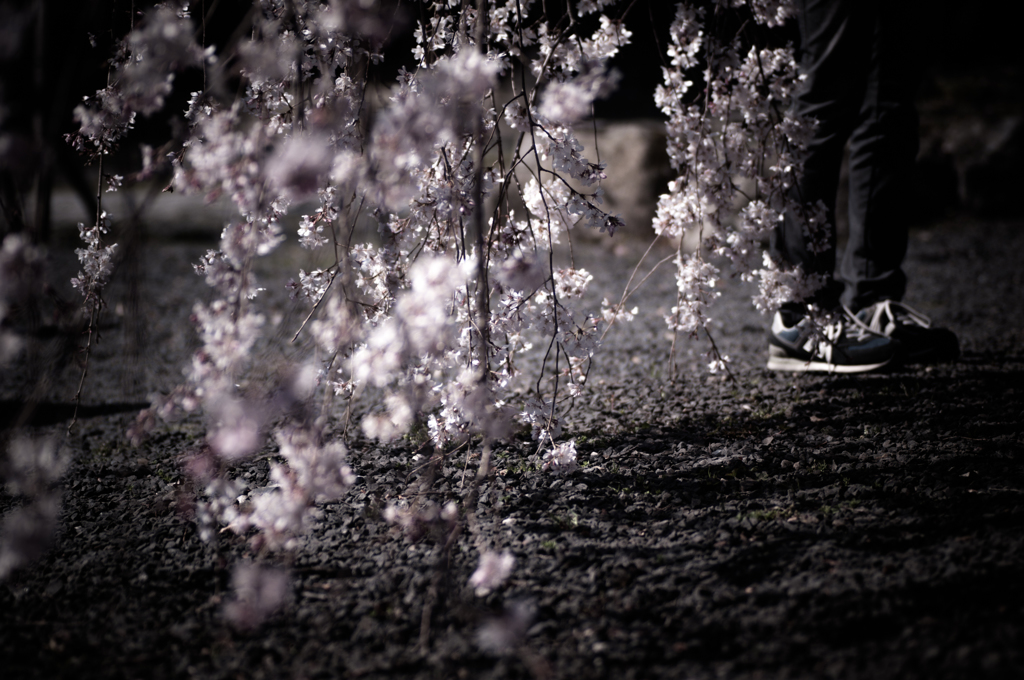 sakura et cetera 15
