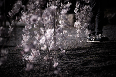 sakura et cetera 15