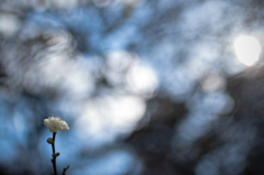 ume...
