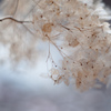 fuyu-ajisai