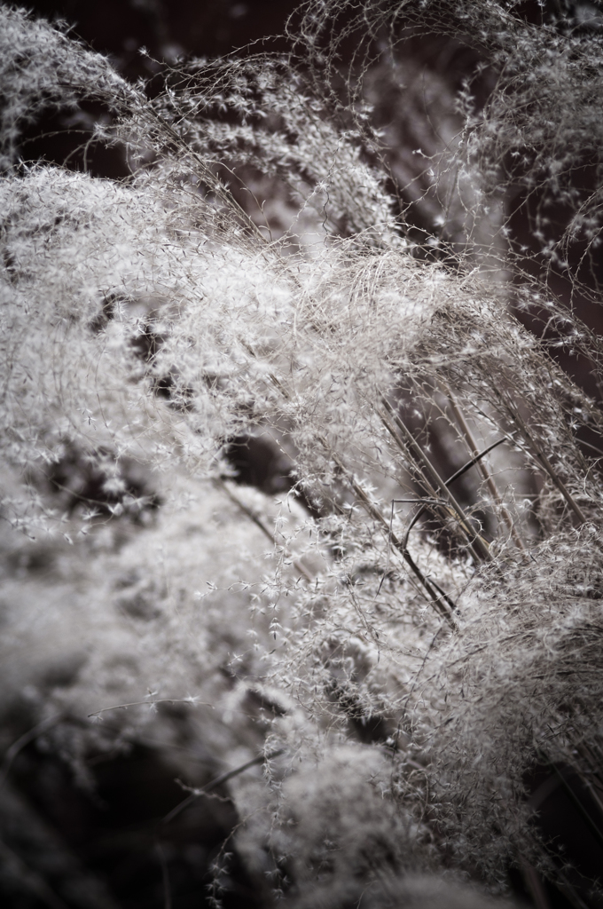 miscanthus 12