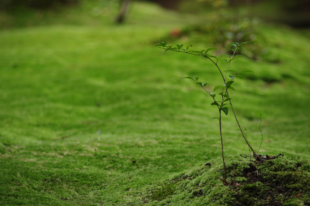 Singin' in the moss‐grown