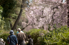 sakura à la carte