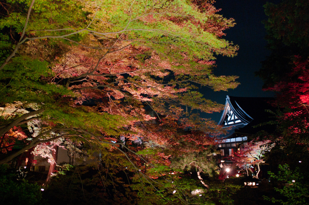 紅葉撮らnight!! 2