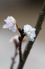 冬桜