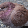 茶鳩
