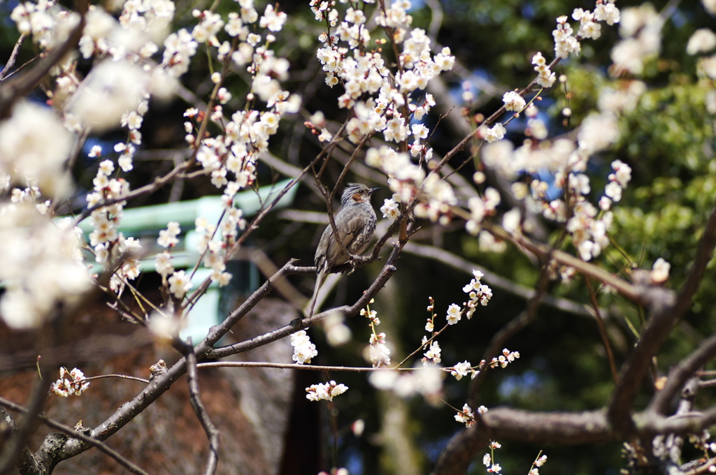 梅と鳥