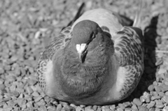 鳩