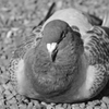 鳩