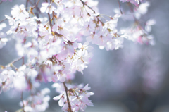 sakura à la carte