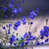 春花