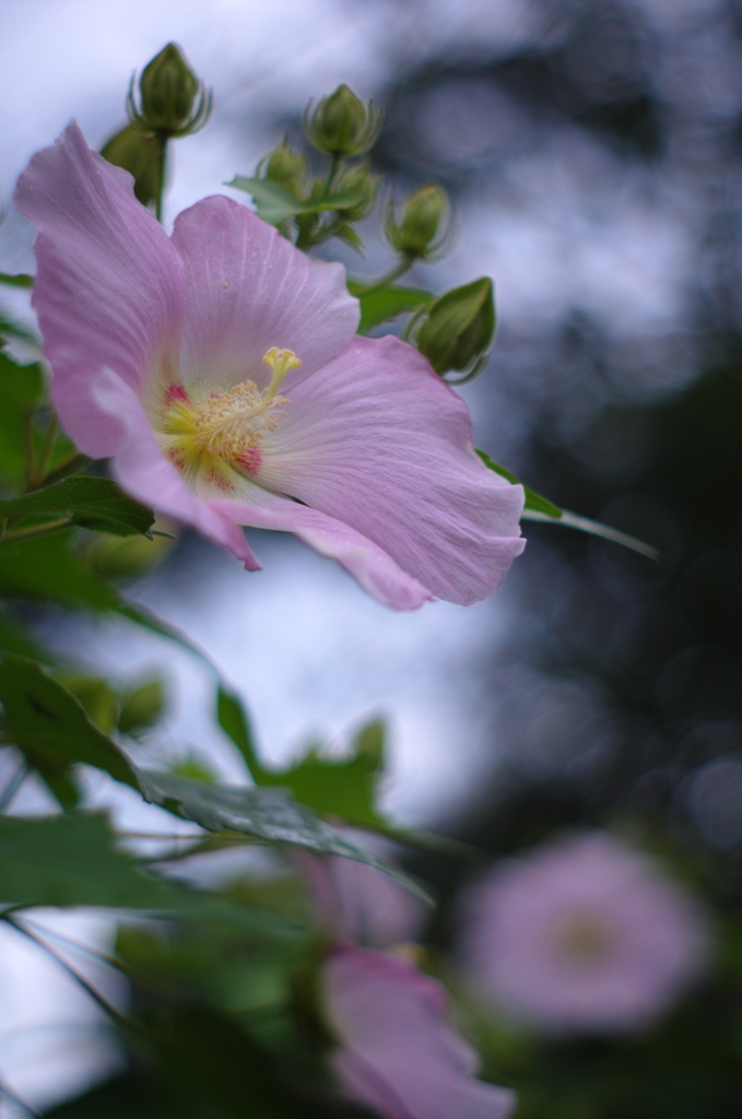 芙蓉