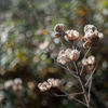 枯芙蓉
