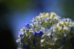 梅雨花