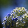 梅雨花
