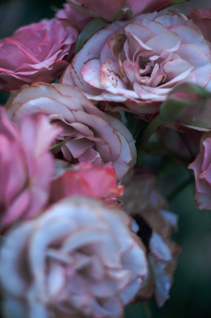 Withered roses