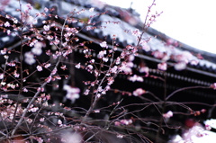 如月の桜