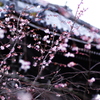 如月の桜