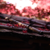 厭離庵