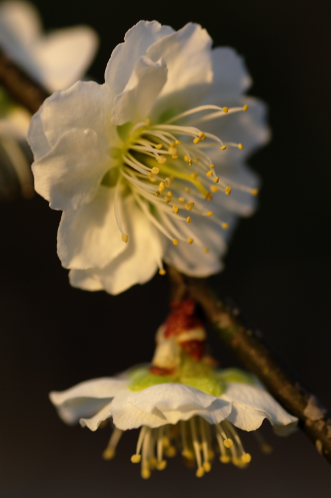 夕梅