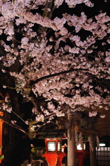 夜桜灯篭