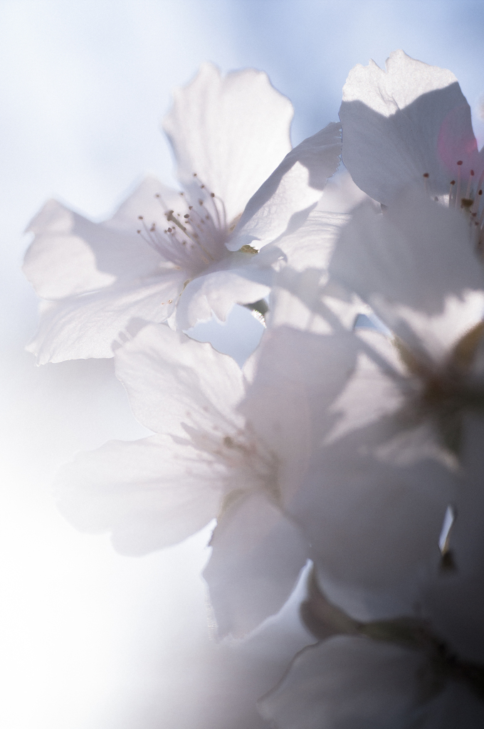 sakura à la carte