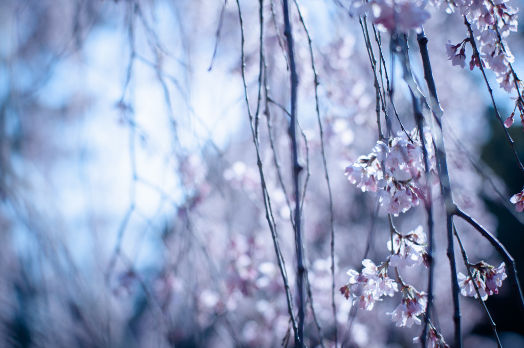 sakura à la carte