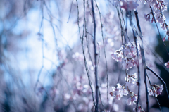 sakura à la carte