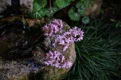 名残り花