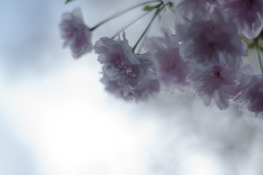 sakura et cetera