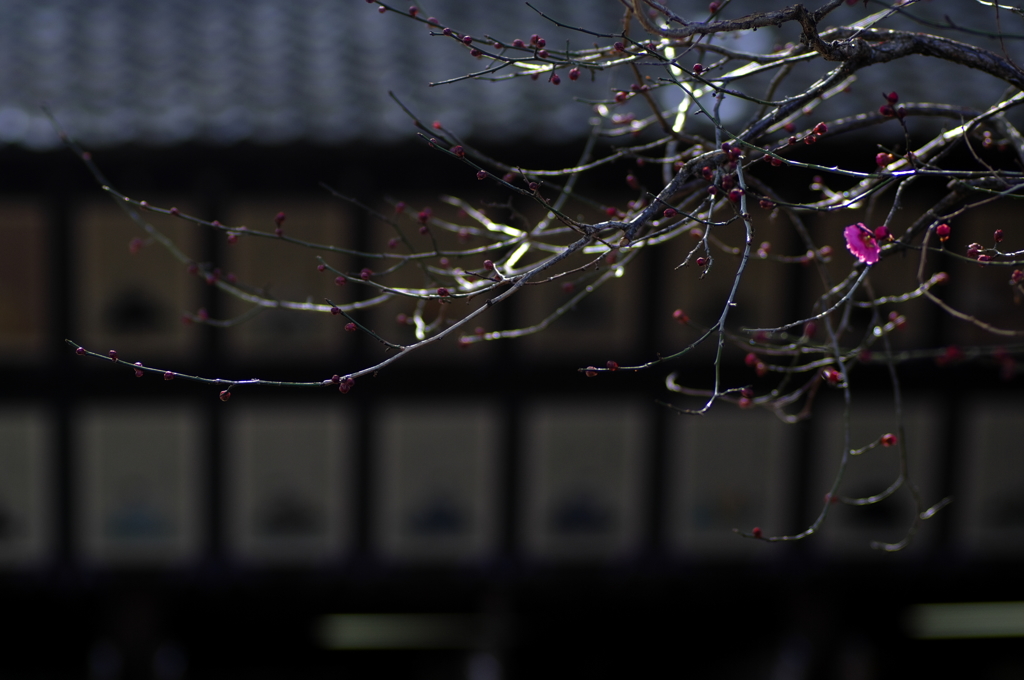 春一輪