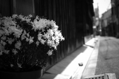 monochrome kyoto