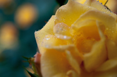 雨の薔薇園