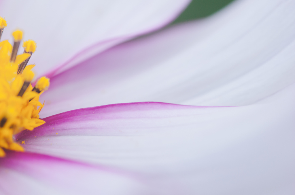 秋桜05