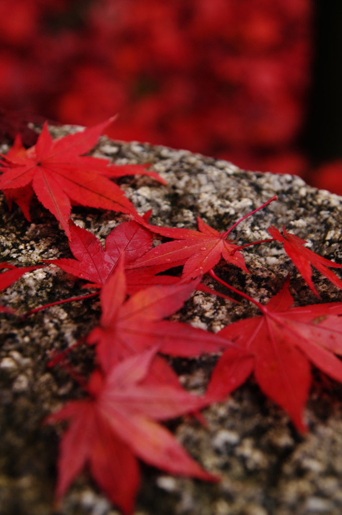 石上の紅