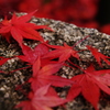 石上の紅