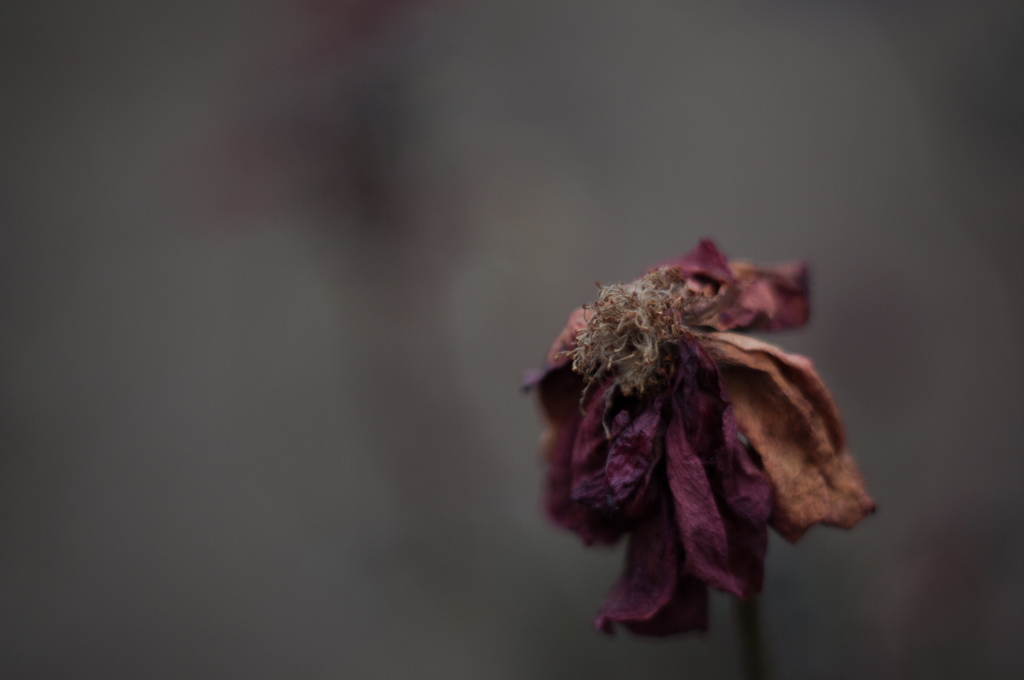 Withered roses
