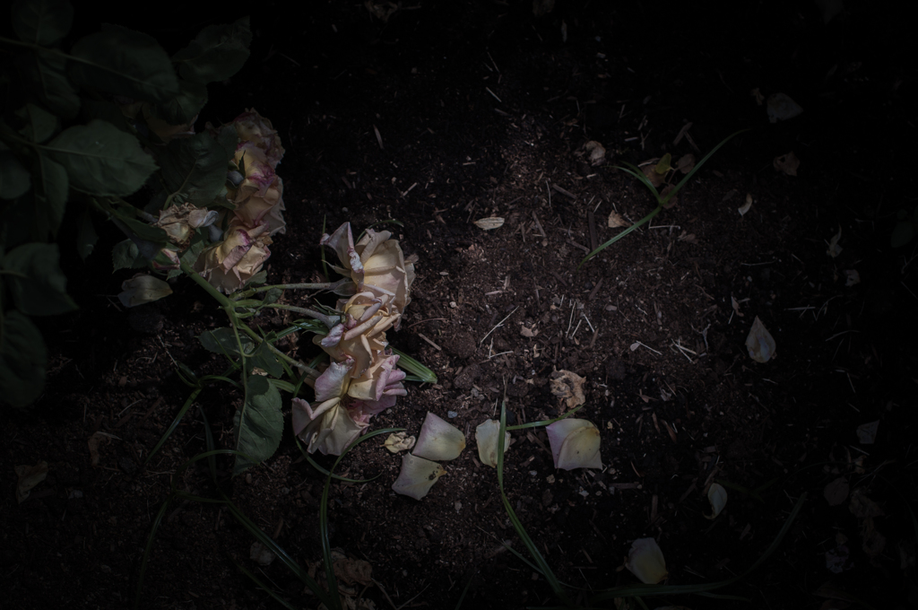 withered rose 16
