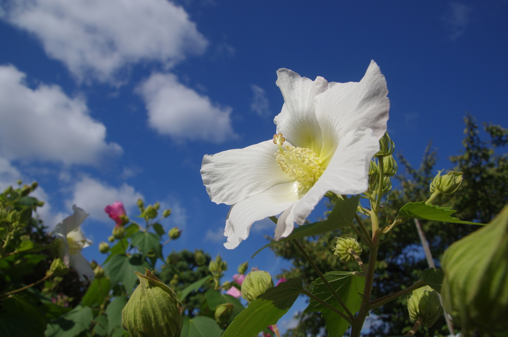 芙蓉晴