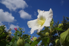 芙蓉晴