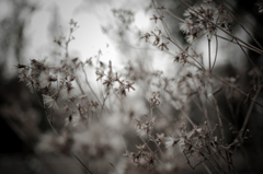 dance with sunlight