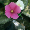 芙蓉