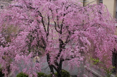 雨の中庭